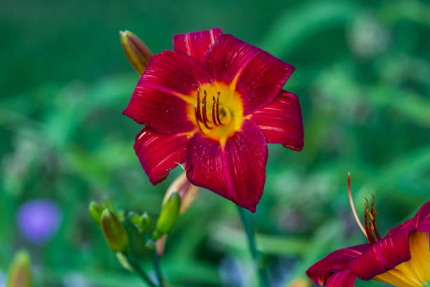 istock wide angle view of a red and yellow lily 1176557197
