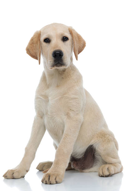 istock cute labrador retriever puppy  looks at the camera while sitting 1176558510