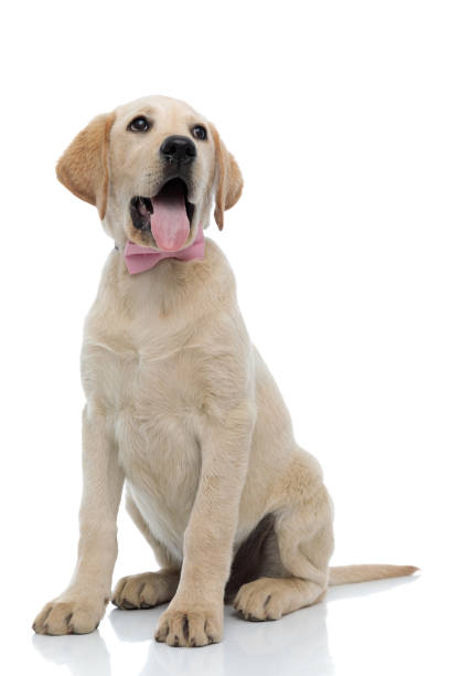 istock amazed elegant labrador retriever wearing pink bow tie looks up 1176558634