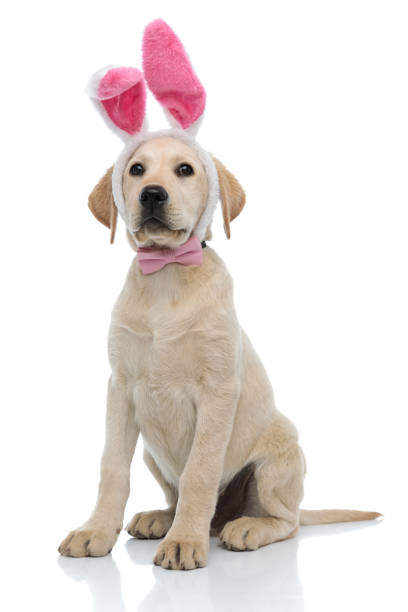 istock cute labrador retriever puppy wearing bunny ears and bow tie 1176558647