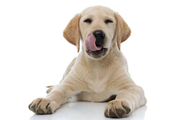 satisfied little labrador retriever puppy dog lick nose and rests satisfied little labrador retriever puppy dog lick nose and rests on whit background licking nose stock pictures, royalty-free photos & images