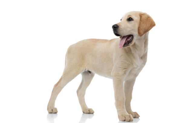 istock happy labrador retriever puppy looks back over its shoulder 1176558831