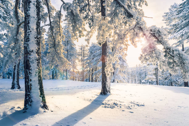 istock Sunset in Pine Forest under Snow in Winter 1176559176