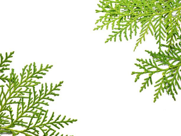 istock Frame of green fir with copy space 1176559191