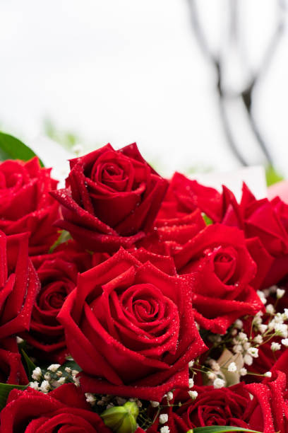 zbliżenie bukiet czerwonych róż - rose anniversary flower nobody zdjęcia i obrazy z banku zdjęć