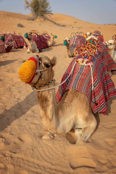 kamelsafari in den sanddünen während touristen wüstenfahrten in dubai, vereinigte arabische emirate - dubai united arab emirates traditional culture camel stock-fotos und bilder