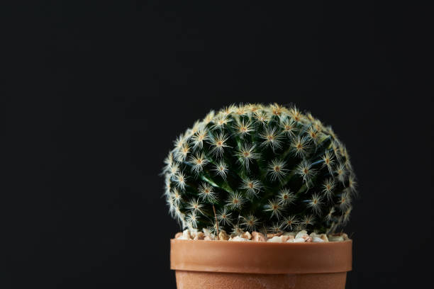 istock View of beautiful cactus on black bacground 1176560688
