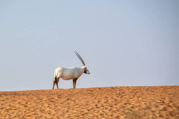 arabian oryx, also called white oryx (oryx leucoryx) in the desert near dubai, united arab emirates - oryx gazella leucoryx imagens e fotografias de stock