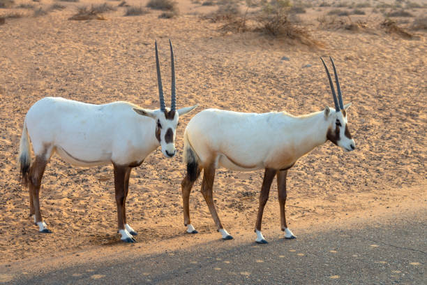 arabian oryx, also called white oryx (oryx leucoryx) in the desert near dubai, united arab emirates - oryx gazella leucoryx imagens e fotografias de stock