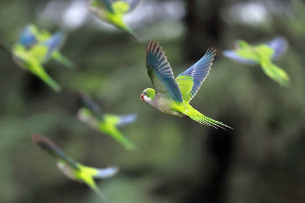 istock Flock of parrots in flight 1176562149