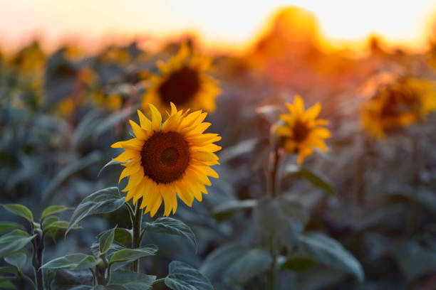 istock Field of sunflowers 1176564639