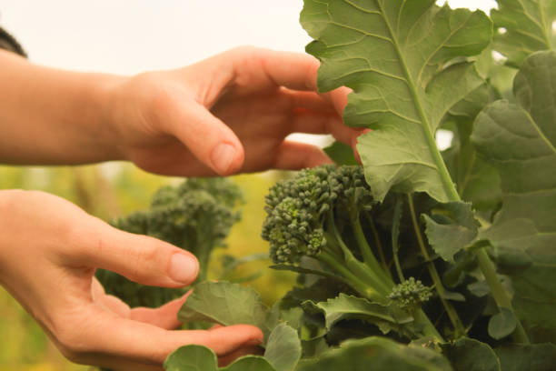 istock young woman's hands cutting broccoli in the garden 1176564804