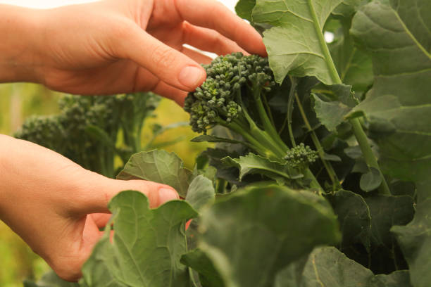 istock young woman's hands cutting broccoli in the garden 1176564806