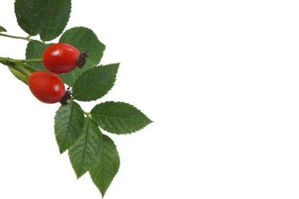 Bright red rose hips with green leaves isolated on white with copy space rich in Vitamin C and used for medicinal treatment