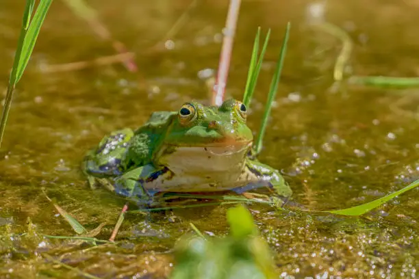 Photo of Frog posing for the camera and smiling