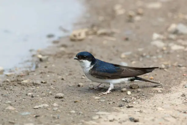 Common house martin perching near a puddle.