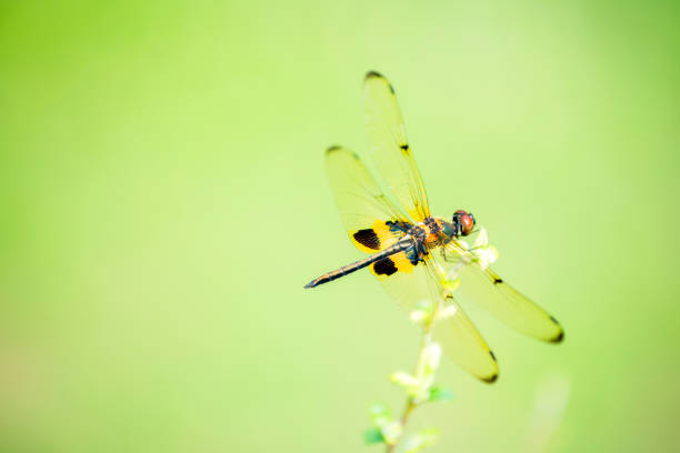 Dragonfly on the twigs In the morning beautiful