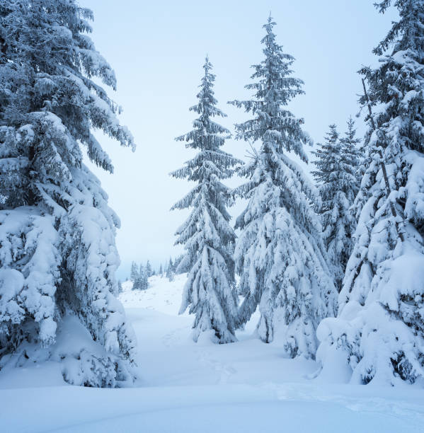 istock Winter snowy forest in the mountains 1176572782