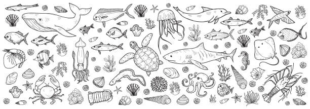 Marine banner Banner with cute hand drawn marine animals, fish and shells. Vector illustration.  May use as coloring page. freshwater fish stock illustrations