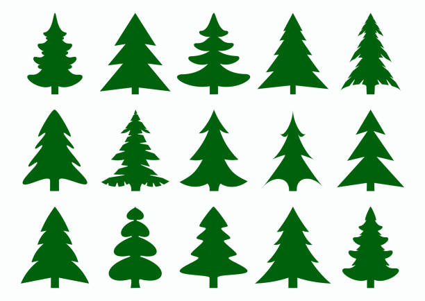 ilustrações de stock, clip art, desenhos animados e ícones de set of green fir-tree and pines silhouettes isolated on white background. new year, christmas tree modern icons. - christmas tree
