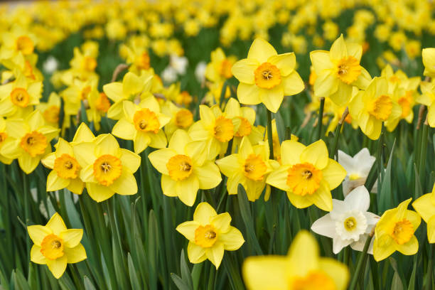 gelbe narzissenblüten - daffodil stock-fotos und bilder