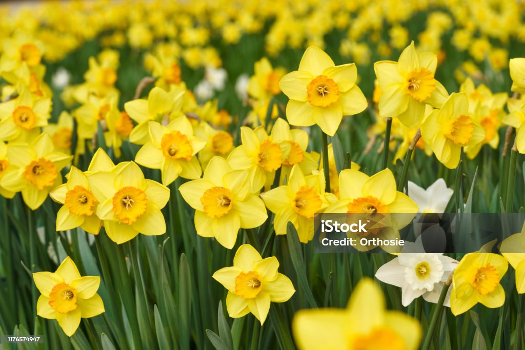 Yellow daffodil flowers daffodil flowers Daffodil Stock Photo