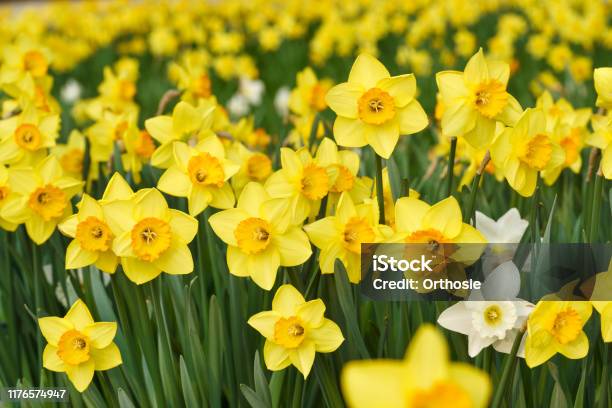 Yellow Daffodil Flowers Stock Photo - Download Image Now - Daffodil, Yellow, White Color