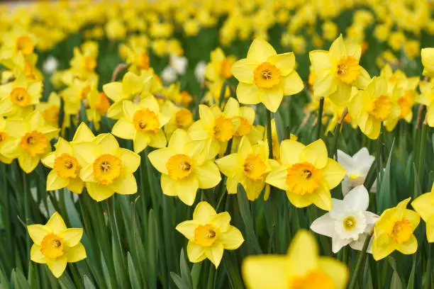 Photo of Yellow daffodil flowers