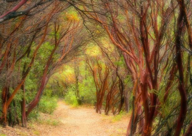 images of Whiskeytown Park, northern CA