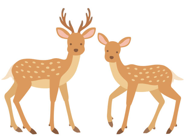 日本の鹿 - white background spotted wildlife nature点のイラスト素材／クリップアート素材／マンガ素材／アイコン素材