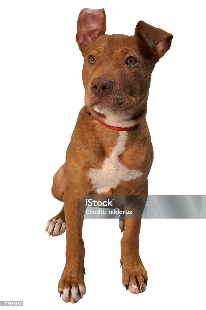 Tan Pitbull Terrier Sitting with One Ear Flopped Over  Alertness Stock Photo