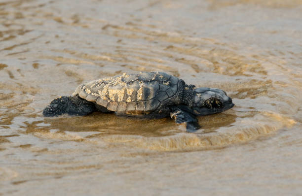 istock Baby sea turtle heading to sea 1176577151