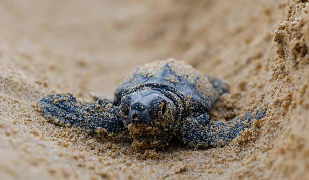 istock Baby sea turtle closeup on beach 1176577217
