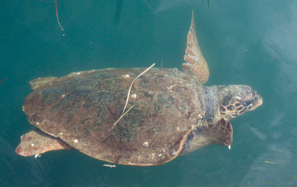 istock Loggerhead sea turtle swimming in Greece 1176577312