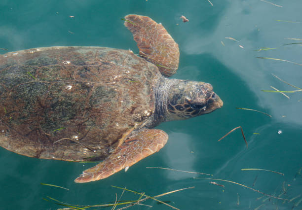 istock Loggerhead sea turtle swimming in Greece 1176577332