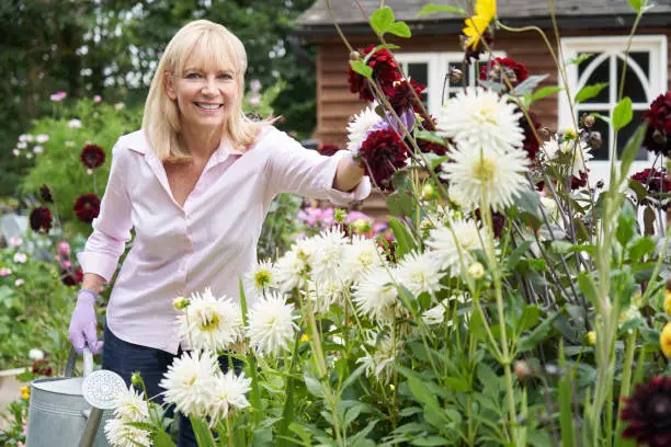 Photo of Portrait Of Mature Woman Watering Dahlia Flowers In Garden At Home
