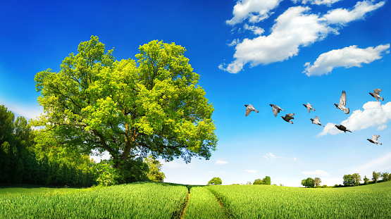 Large oak tree on a green field, a sunny scene with deep blue sky and white clouds, flying birds and tracks leading to the horizon