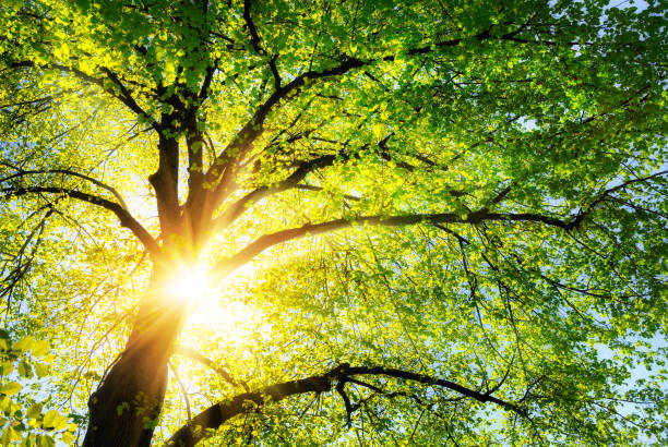 The sun shining through the branches of a tree stock photo