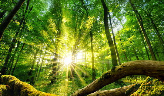 Tranquil scenery in a green forest, with the sun casting enchanting rays of light through the trees