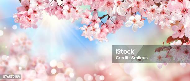 Spring Scenery With Pink Cherry Blossoms Stock Photo - Download Image Now - Springtime, Backgrounds, Cherry Blossom