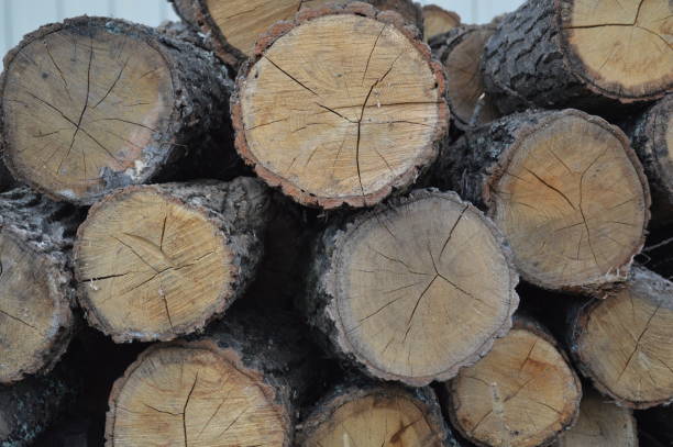 istock Texture of various wood species close-up 1176579195