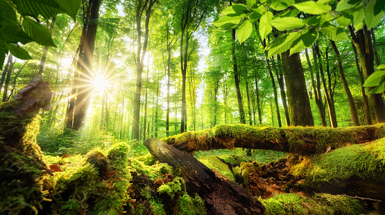 Green forest scenery with the sun casting beautiful rays through the foliage, mossy lumber in the foreground