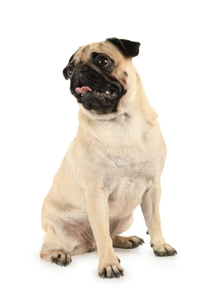 istock Funny purebred pug with tongue sticking 1176579483
