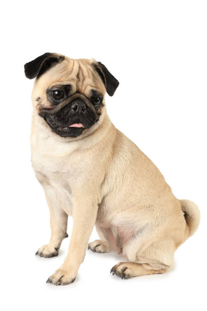 istock Adorable purebred pug dog sitting over white 1176579487