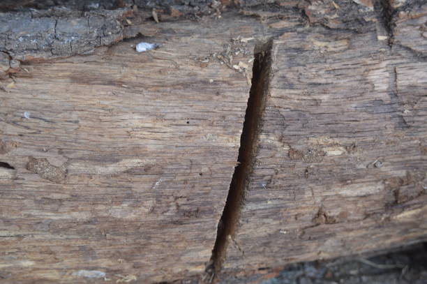 istock Texture of various wood species close-up 1176579753