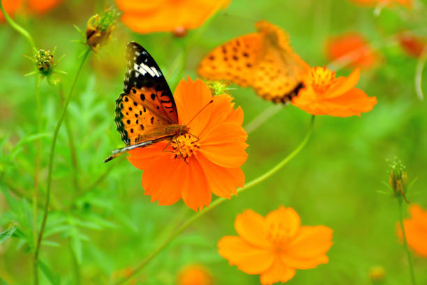 istock Orange/Yellow Cosmos Flower and Butterfly 1176579800