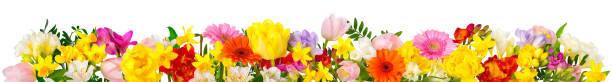 fleurs colorées sur le blanc dans le format de bannière - in a row multi colored bright yellow photos et images de collection