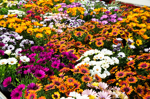 Close up of assortment of African daisies growing in greenhouse farm