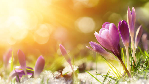 Crocus flowers in snow awakening in warm sunlight Purple crocus flowers in snow, awakening in spring to the warm gold rays of sunlight april stock pictures, royalty-free photos & images