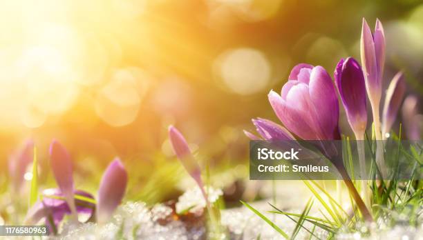 Crocus Flowers In Snow Awakening In Warm Sunlight Stock Photo - Download Image Now - Springtime, Flower, Backgrounds